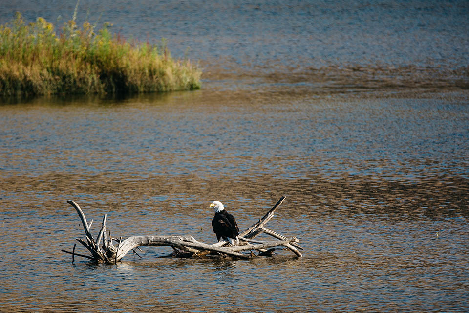 Weißkopfseeadler am Columbia River