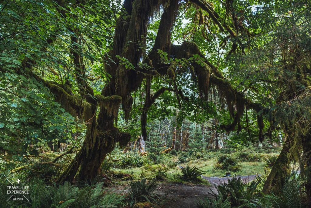 Hoh Rain Forest im Olympic National Park