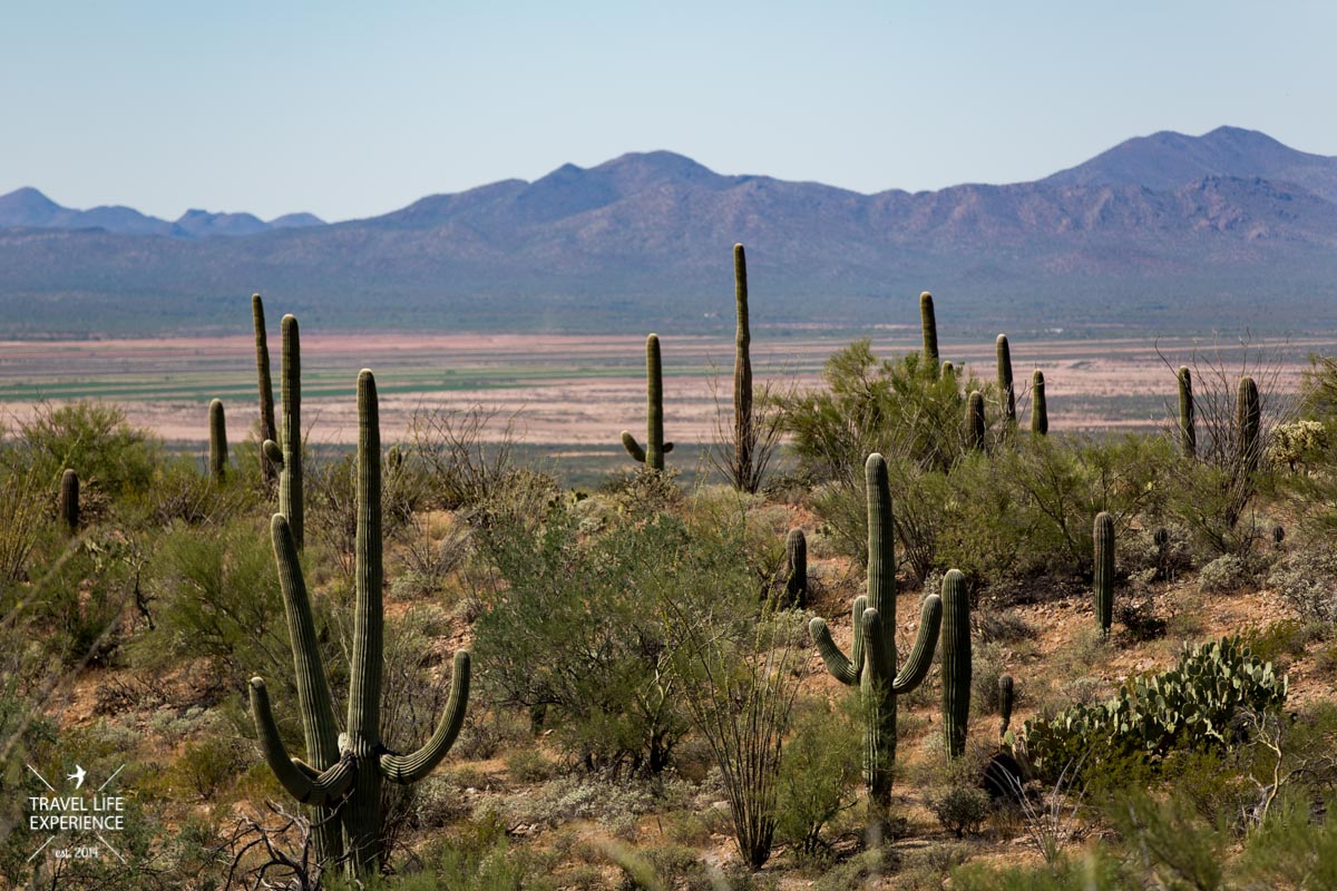 Saguaros in Arizona