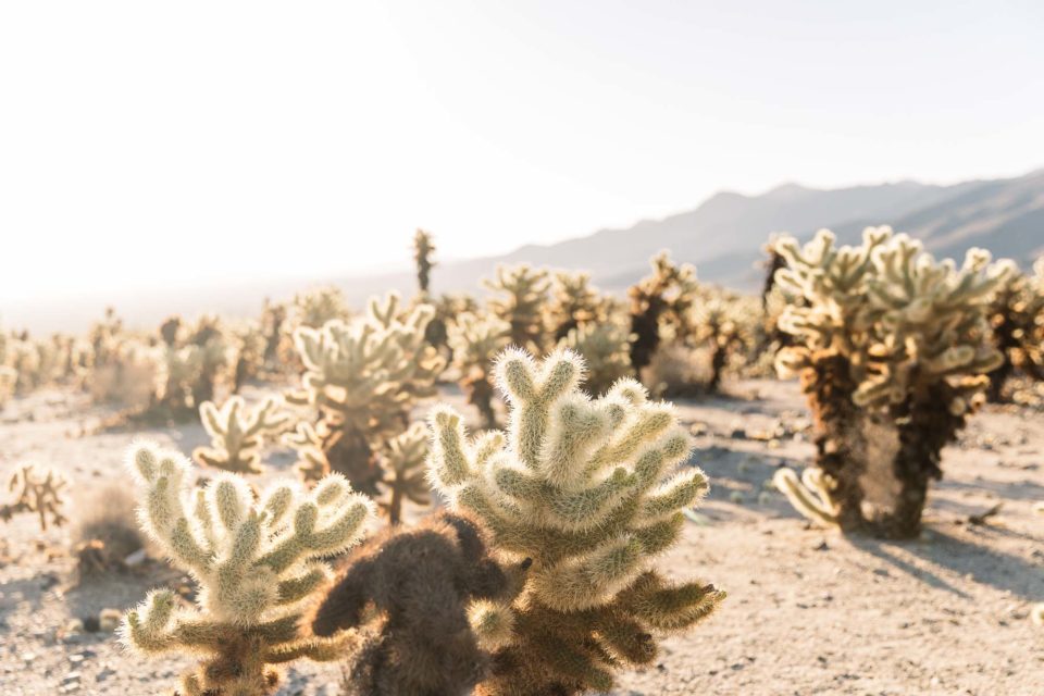 Jumping Cholla Cactus Garden