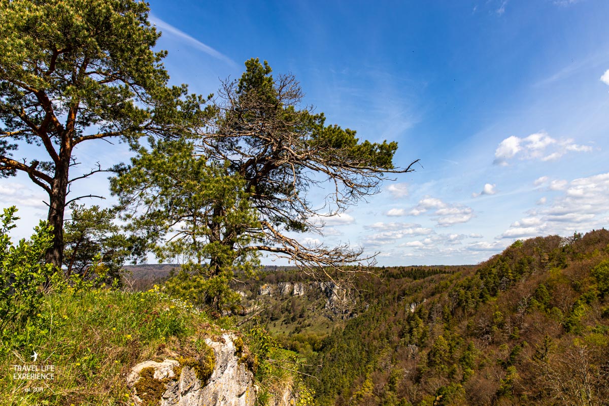 Gungoldinger Wacholderheide | Wanderung über die Ruine Arnsberg