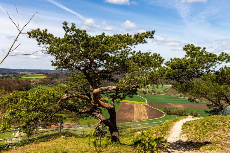 Gungoldinger Wacholderheide | Wanderung über die Ruine Arnsberg