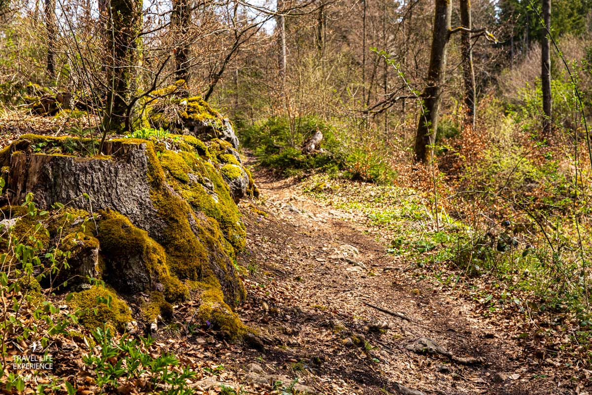 Gungoldinger Wacholderheide | Wanderung über die Ruine Arnsberg