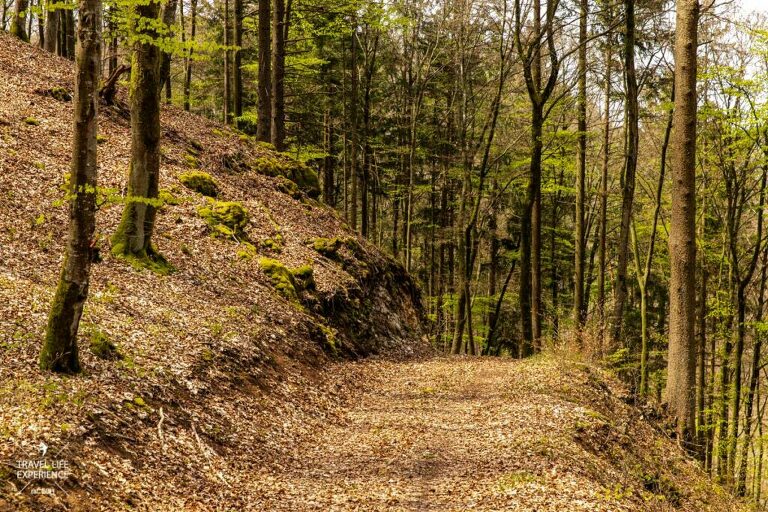 Gungoldinger Wacholderheide | Wanderung über die Ruine Arnsberg