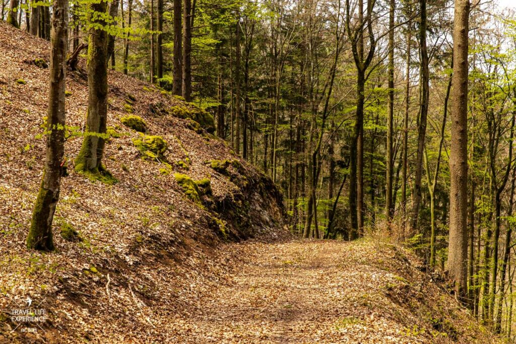 Waldweg durch einen Buchenwald zur Gungoldinger Wacholderheide