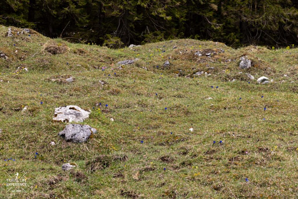 Enzian auf einer Bergwiese im Berchtesgadener Land