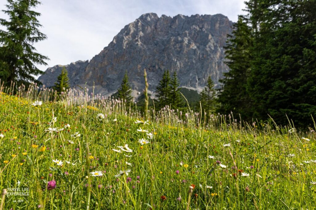Bergblumen mit der Zugspitze im Hintergrund