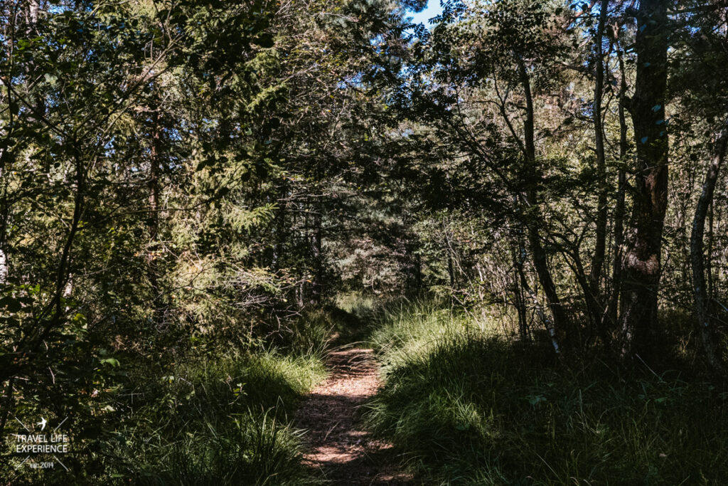 Waldweg in einem Moorwald