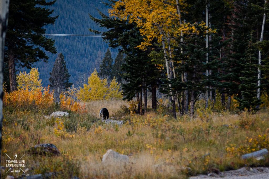 Rundreise durch den Westen Kanadas: Grizzlybär im Jasper Nationalpark