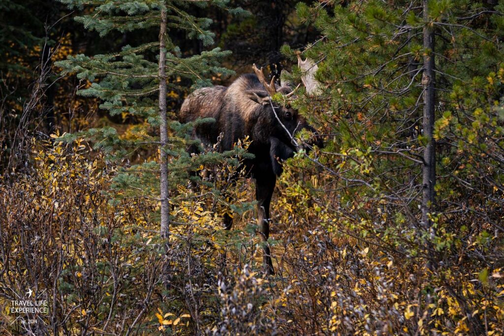 Moose / Elch im Jasper Nationalpark