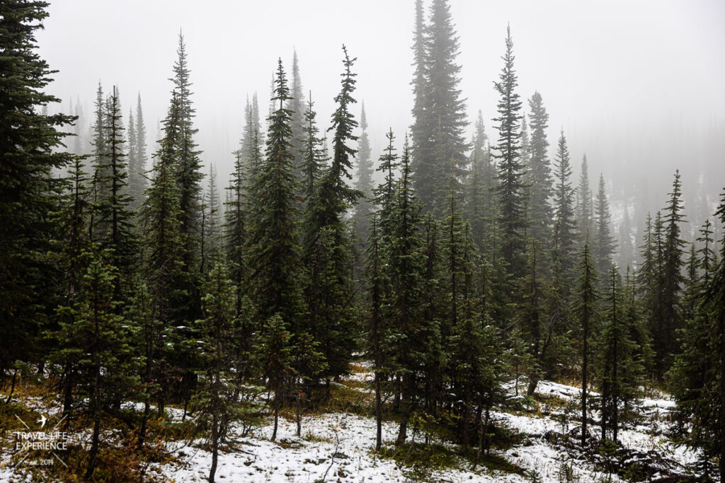 Rundreise durch den Westen Kanadas: Schnee im Mount Revelstoke Nationalpark