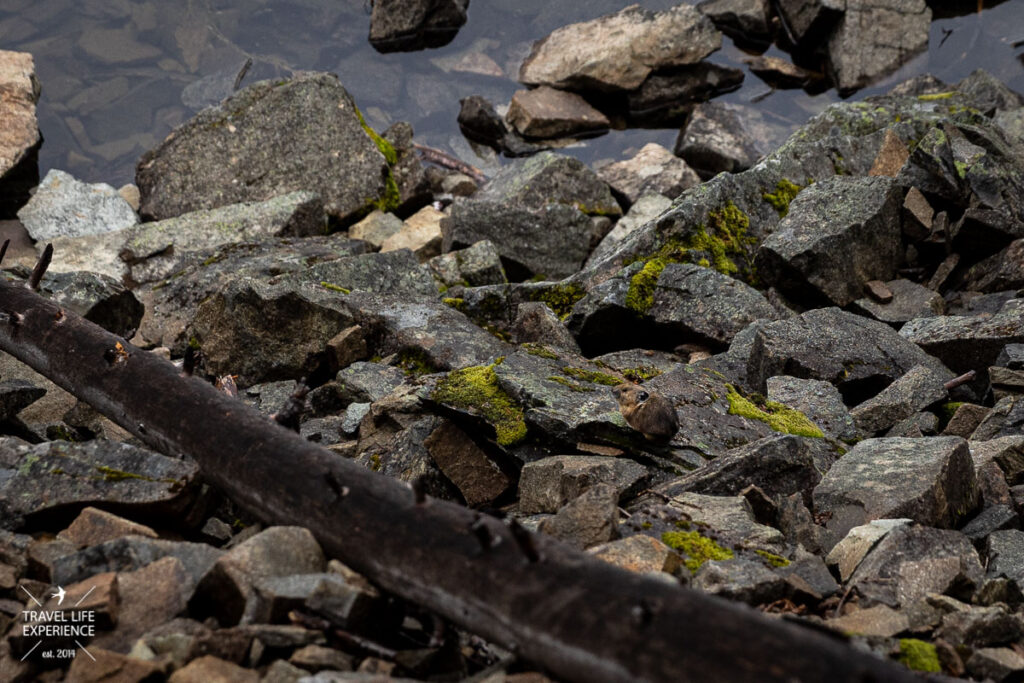 Pika / Pfeifhase im E.C. manning Provincial Park