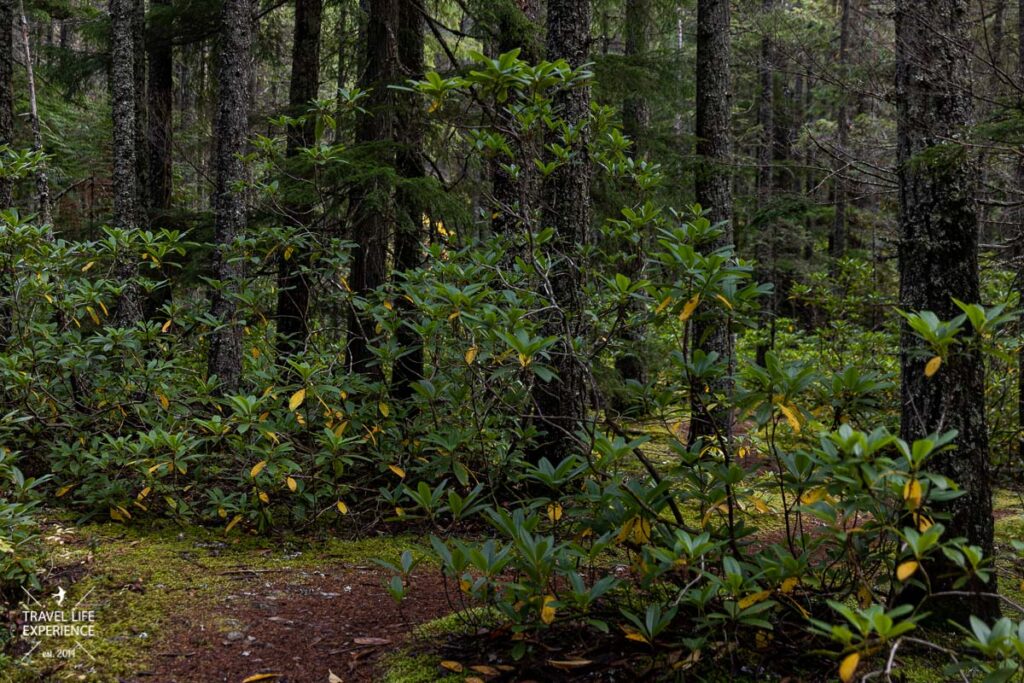 Rundreise durch den Westen Kanadas: Rhododendron Fiats E.C. Manning PP