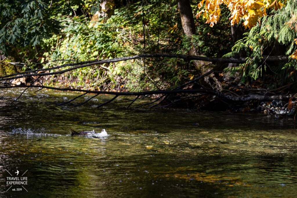 Rundreise durch den Westen Kanadas: Sooke River Lachse