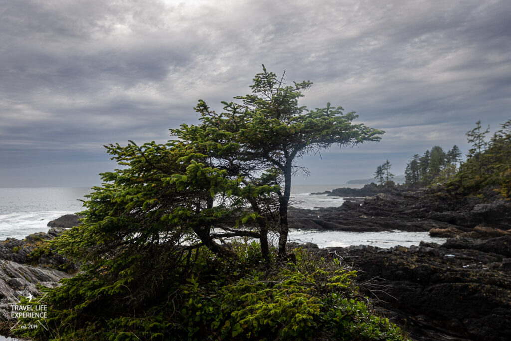 Rundreise durch den Westen Kanadas: Botanical beach Bonsai