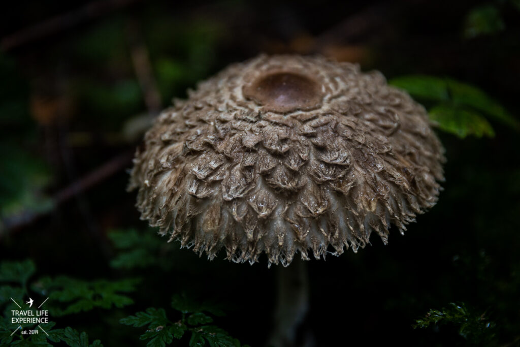 Parasol Pilz