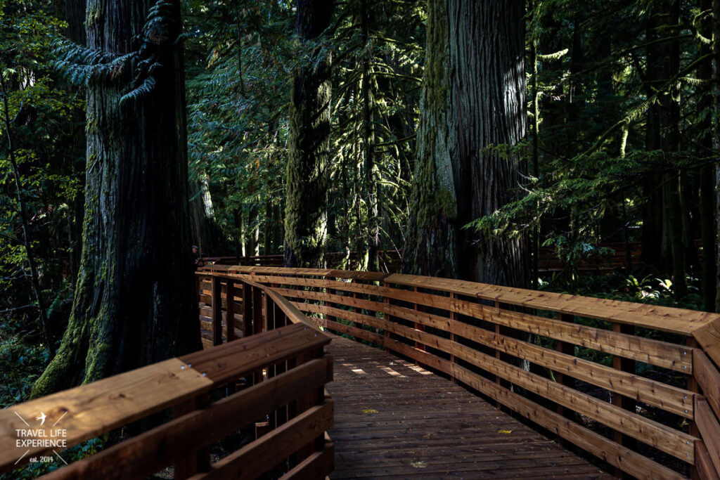 Rundreise durch den Westen Kanadas: Cathedral Grove Trail