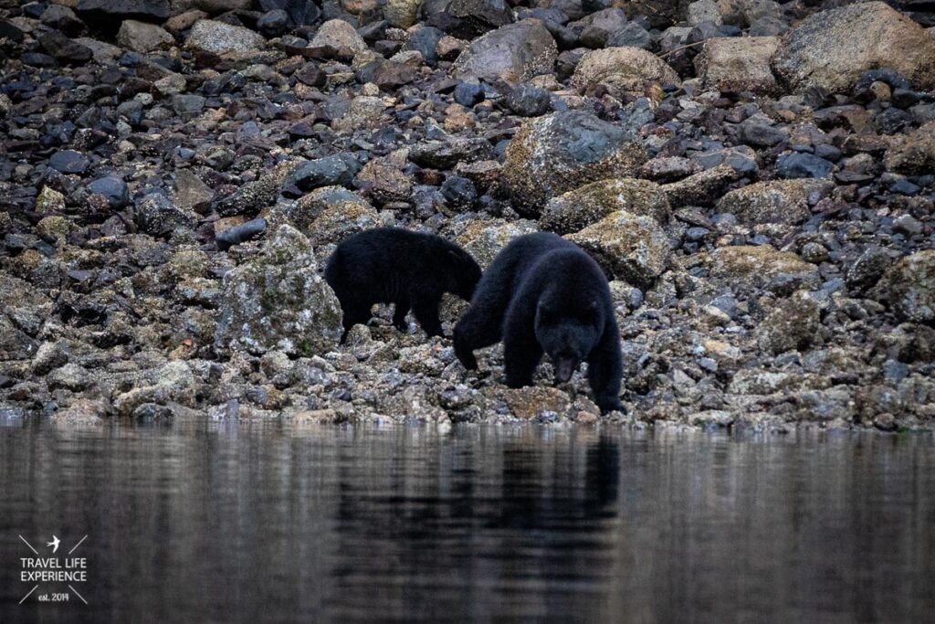 Rundreise durch den Westen Kanadas: Bear Watching