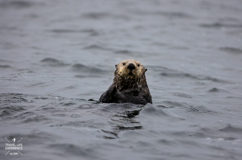 Fischotter im Meer auf Vancouver Island Fischotter im Meer auf Vancouver Island