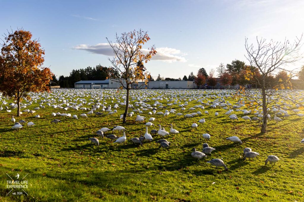 Zugvögel: Gänse in Steveston, British Columbia