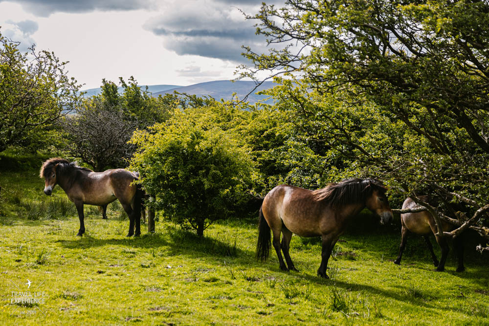 Roadtrip durch England und Wales Exmoor Nationalpark Ponys