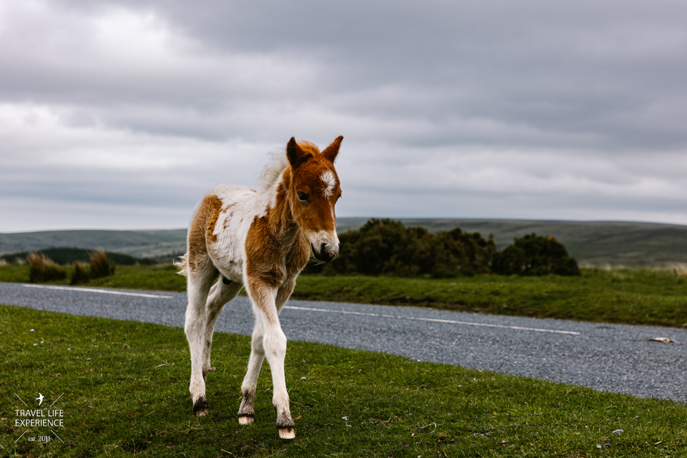Dartmoor Pony im Dartmoor Nationalpark