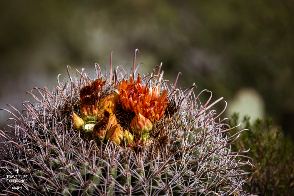 Routenplanung für 25 Tage USA Südwesten - Kaktusblüte im Saguaro National Park