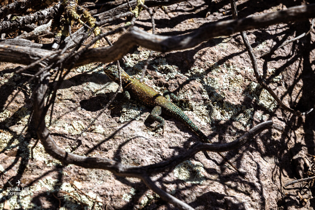 collared Lizard Arizona 