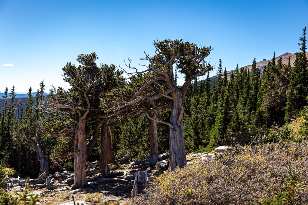Bristlecone-Pines in der Mount Goliath Natural Area ©Sylvia Bentele