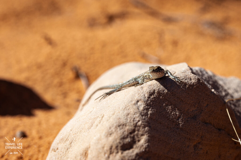 Snow Canyon State Park | Wandern bei St. George in Utah @Sylvia Bentele