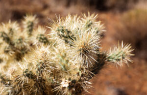 Cholla Cactus im Snow Canyon State Park bei St. George in Utah Cholla Cactus im Snow Canyon State Park bei St. George in Utah
