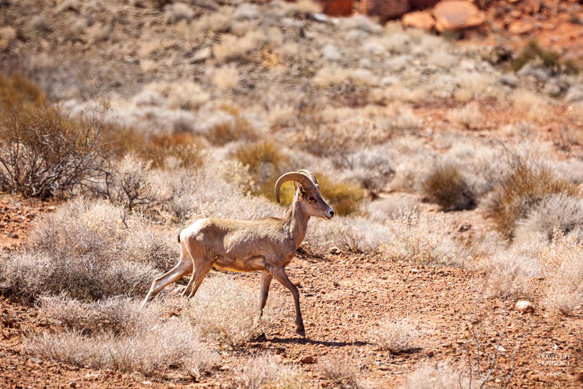 Dickhornschaf im Valley of Fire State Park