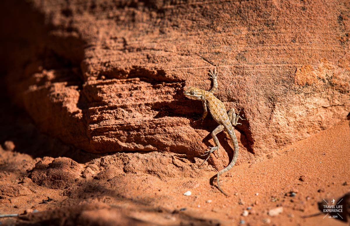 Eine kleine Eidechse am Mouse Tank's Trail im Valley of Fire State Park