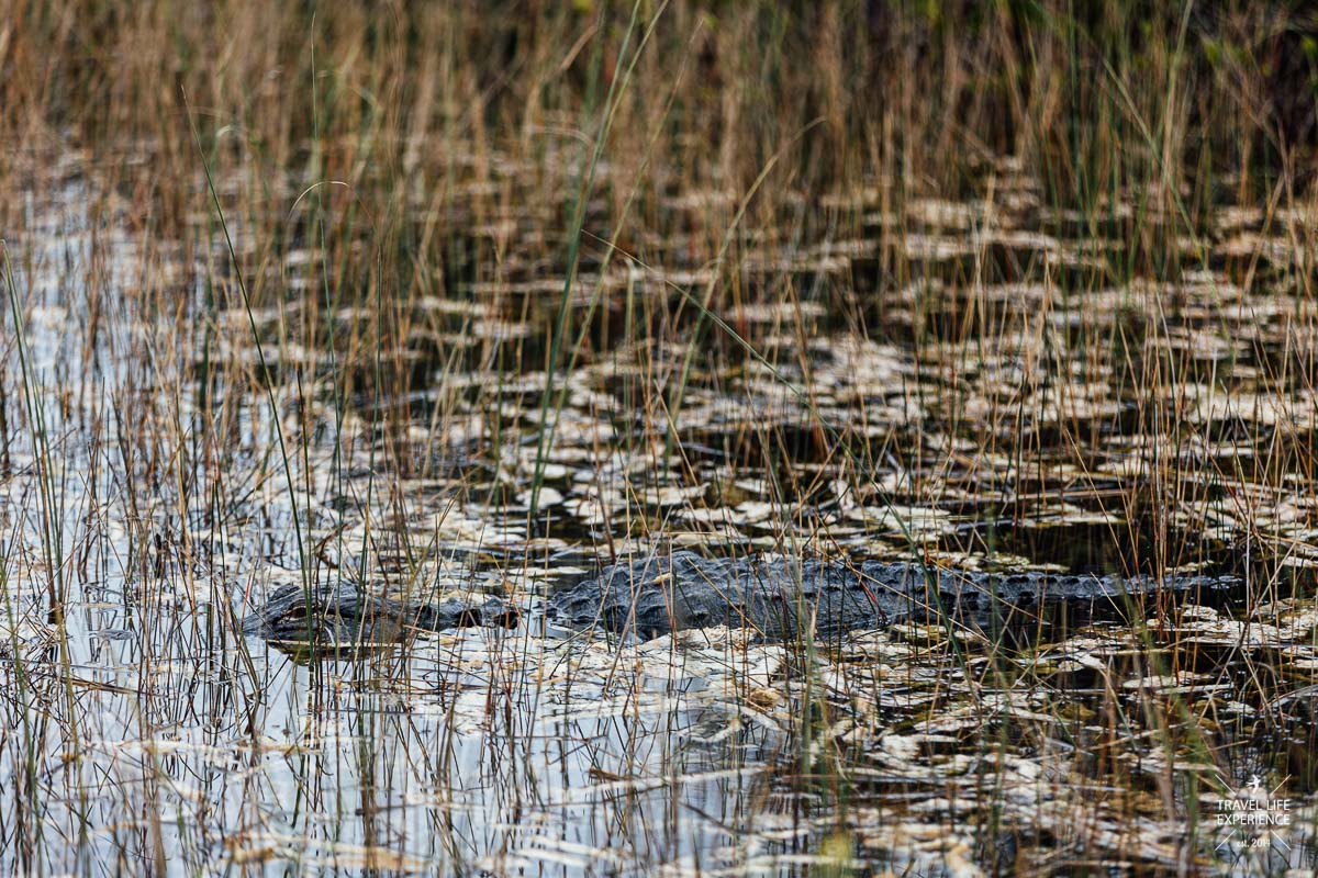 Ein Alligator im Shark Valley im Everglades Nationalpark