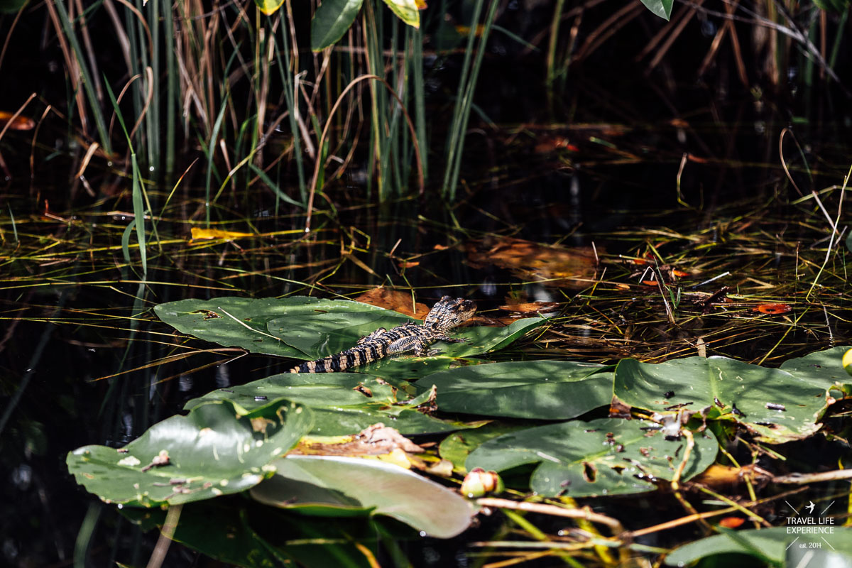 Rundreise durch Florida: Ein junger Alligator im Shark Valley im Everglades Nationalpark
