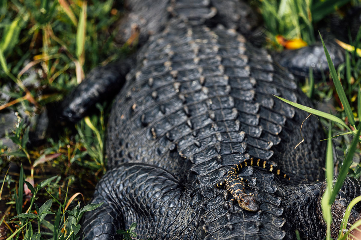 Rundreise durch Florida: Ein junger Alligator sitzt auf dem Rücken seiner Mutter im Shark Valley im Everglades Nationalpark
