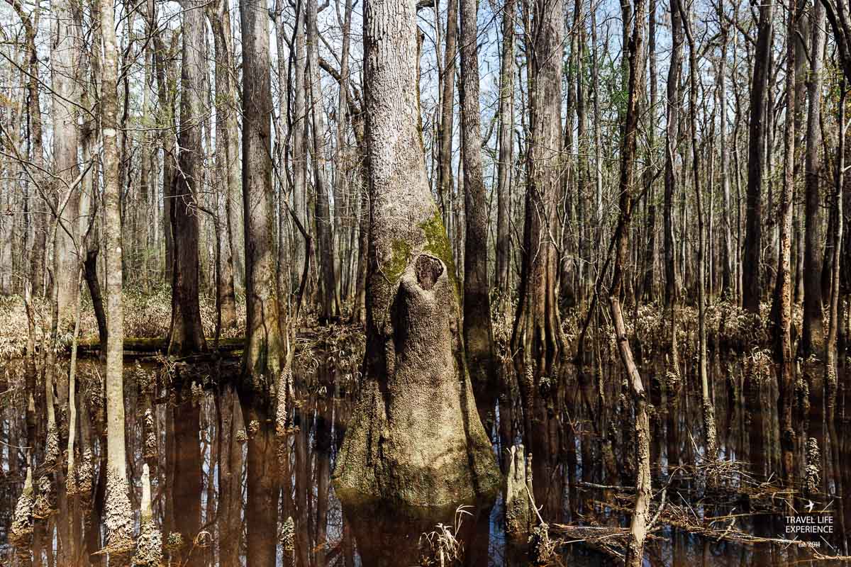 Rundreise durch Florida und die Südstaaten: Sümpfe im Congaree Nationalpark