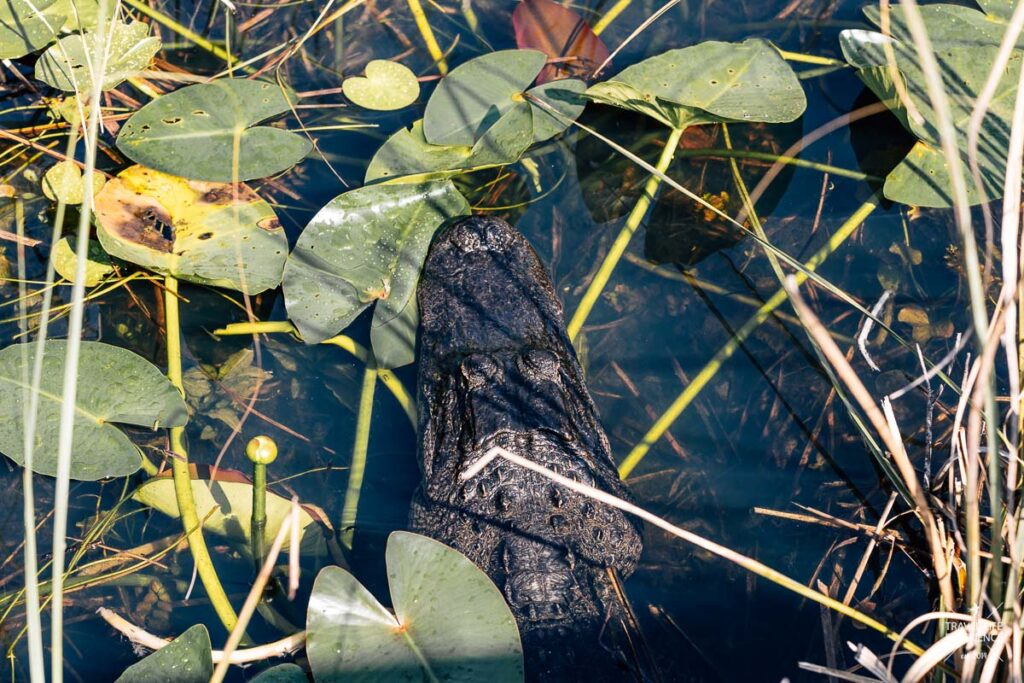 Ein Alligator im Everglades Nationalpark