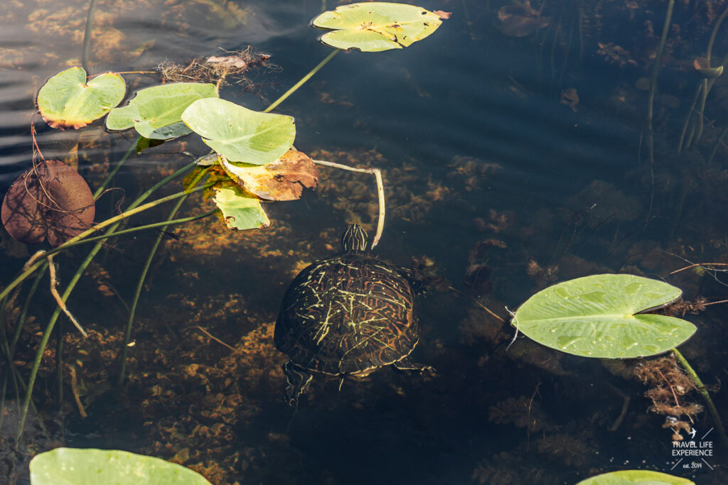 Eine Wasserschildkröte im Everglades Nationalpark