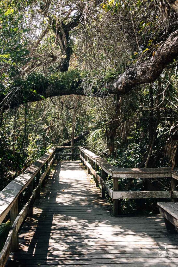 Rundreise durch Florida: ein Boardwaltrail im Everglades Nationalpark