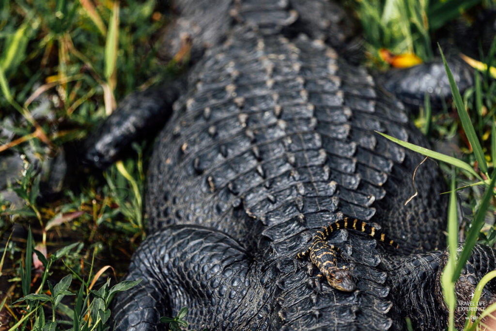 Rundreise durch Florida: Ein junger Alligator sitzt auf dem Rücken seiner Mutter im Shark Valley im Everglades Nationalpark