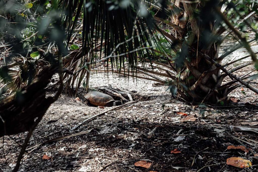 Rundreise durch Florida: eine Desert Tortoise im Lovers Key State Park