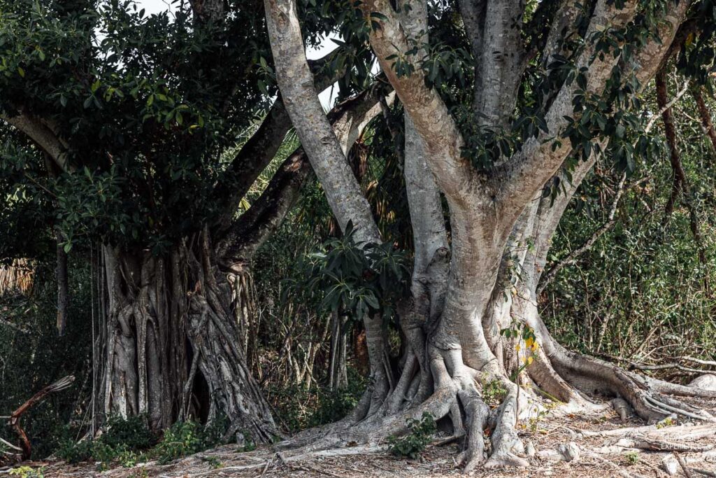 Faszinierende Bäume im Lovers Key State Park in Florida