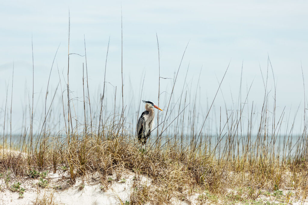 Rundreise durch Florida und die Südstaaten: Reiher am Strand im Dr. Julian G. Bruce State George Island State Park