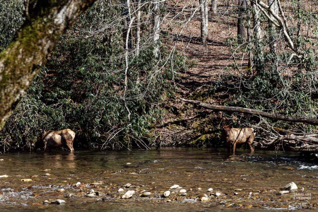 Hirsch im Great Smoky Mountain Nationalpark
