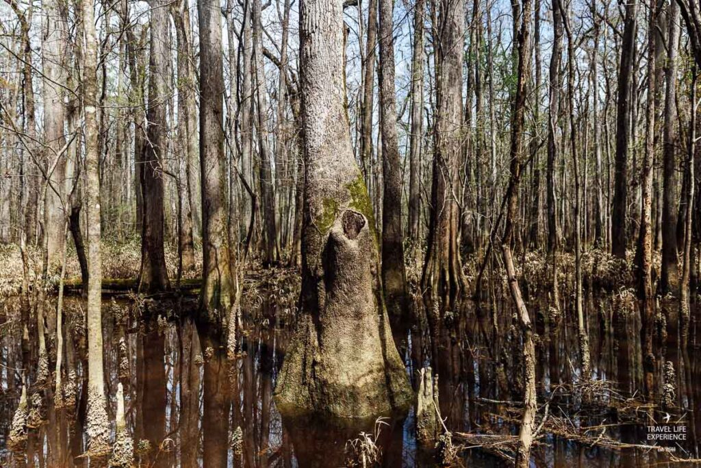 Rundreise durch Florida und die Südstaaten: Sümpfe im Congaree Nationalpark