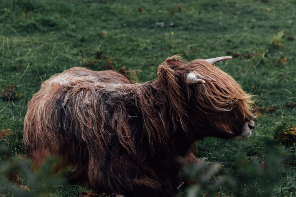 Roadtrip nach Schottland - Highland Cow Roadtrip nach Schottland - Highland Cow