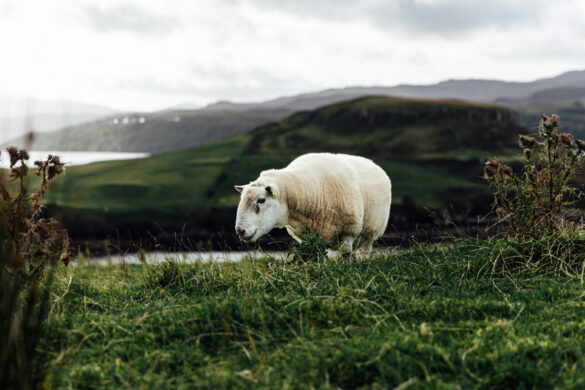 Roadtrip nach Schottland©Sylvia Bentele_008 Roadtrip nach Schottland - Schaf