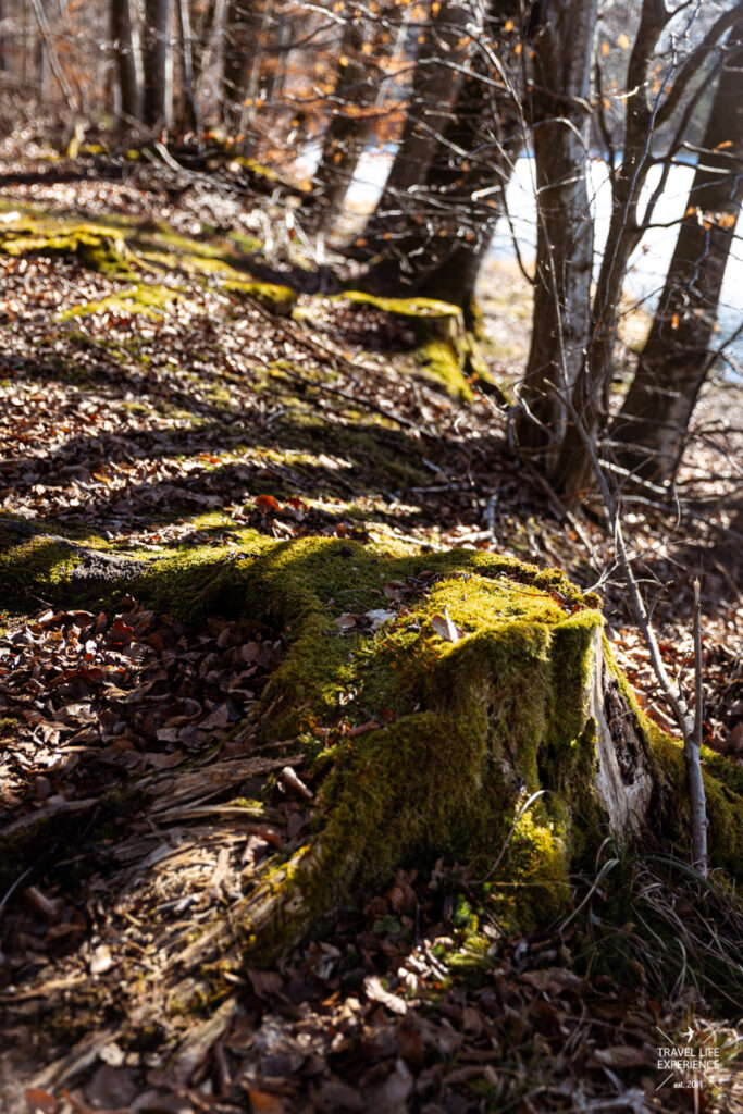 Waldgebiet am Thanninger Weiher