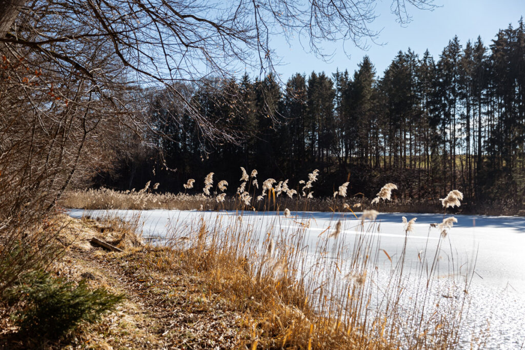 Wanderweg entlang des Thanninger Weiher bei Egling